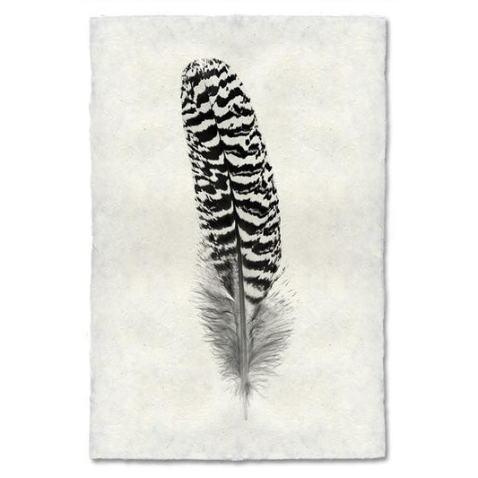 Mottled Peacock Wing Quill Feather