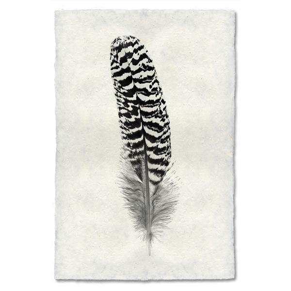 Feather #13 Print (Mottled Peacock Wing Quill)