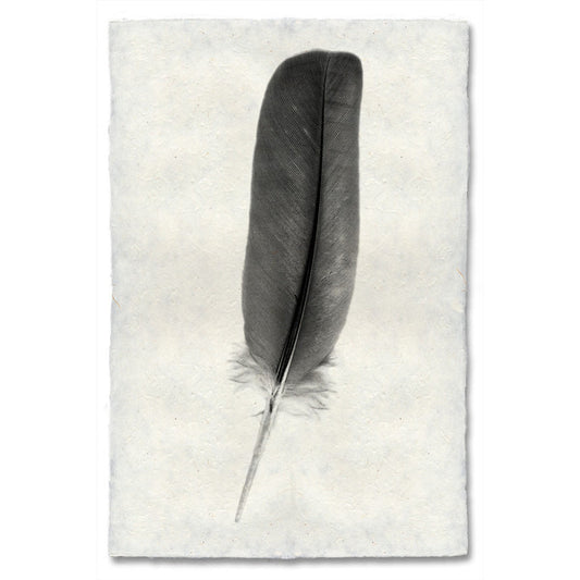 Dove feather