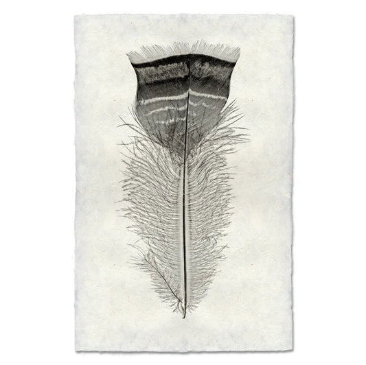 Turkey Feather