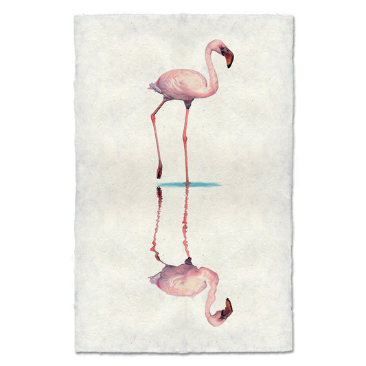 Flamingo #1, Water Fowl Study