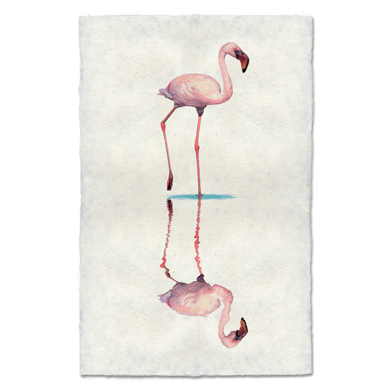 Water Fowl Study - Flamingo #1
