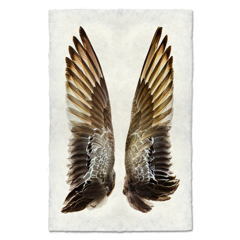 Gadwall Duck Wings - Feathers