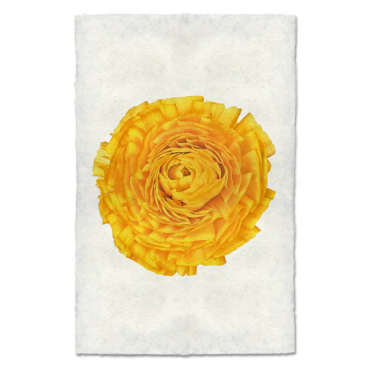 GOLD RANUNCULUS