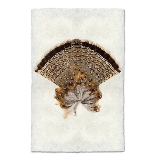 Ruffled Grouse Tail Feathers