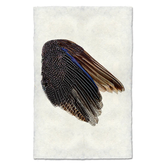 Guinea Fowl Wing, Right