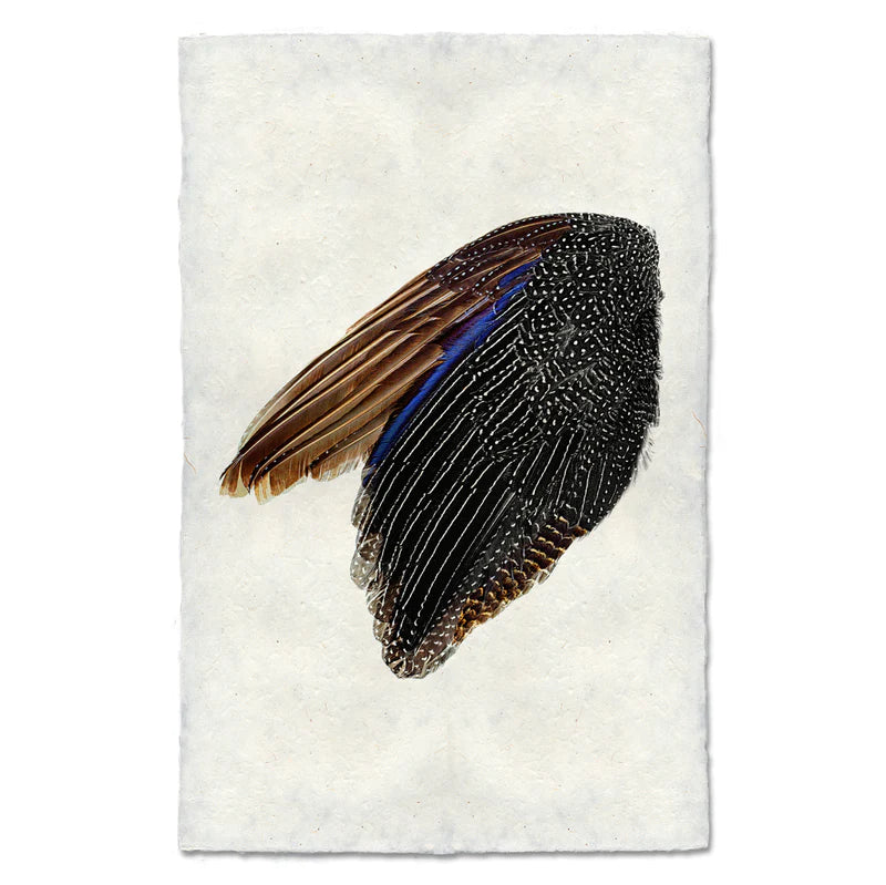 Guinea Fowl Wing, Left