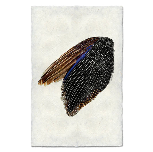 Guinea Fowl Wing, Left
