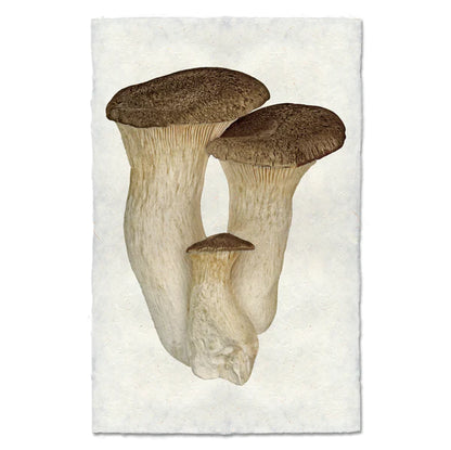 King Trumpet Mushroom