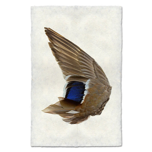 Mallard Duck Wing, Left