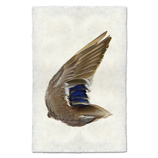 Mallard Duck Wing, Right