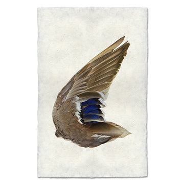 Mallard Duck Wing (Right) - Feathers