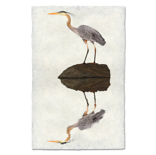 Great Blue Heron, Water Fowl Study