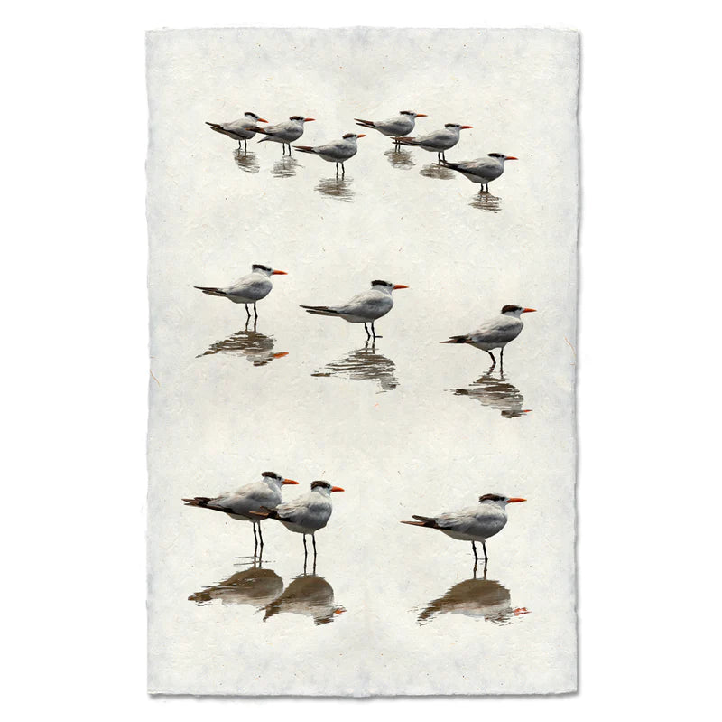 Royal Terns, Water Fowl Study