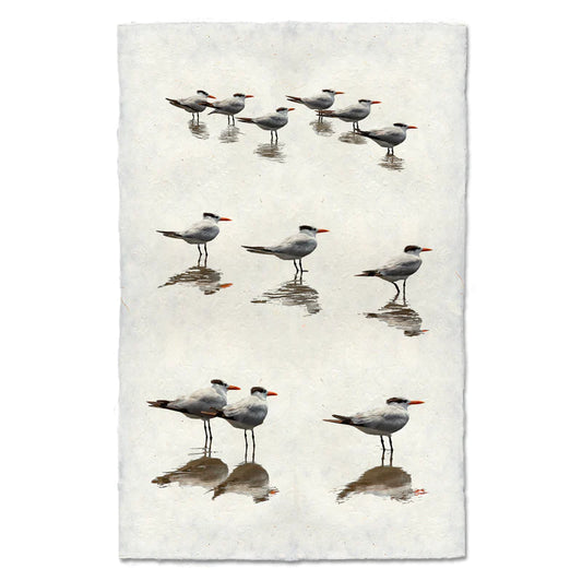 Royal Terns, Water Fowl Study