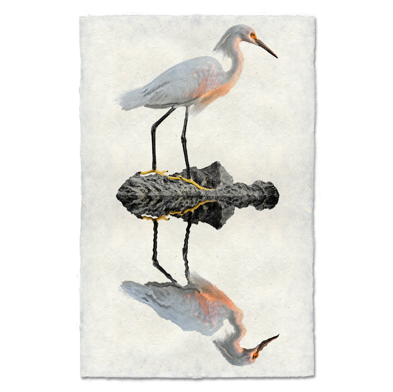 Snowy Egret, Water Fowl Study