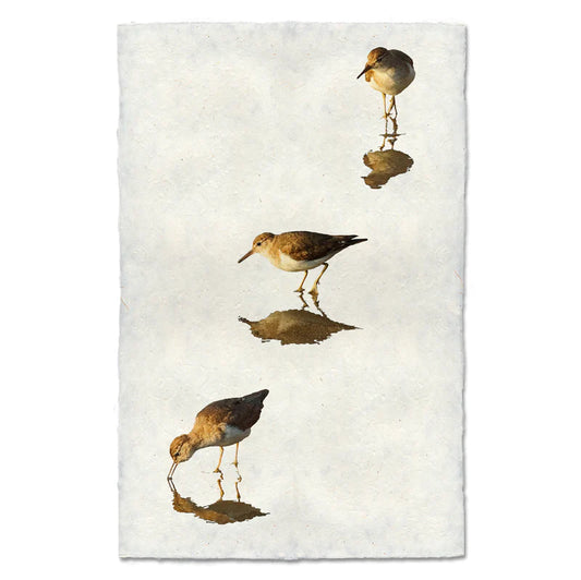 Three Sandpipers, Water Fowl Study
