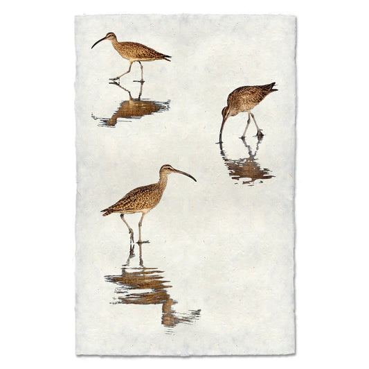 Three Whimbrells, Water Fowl Study