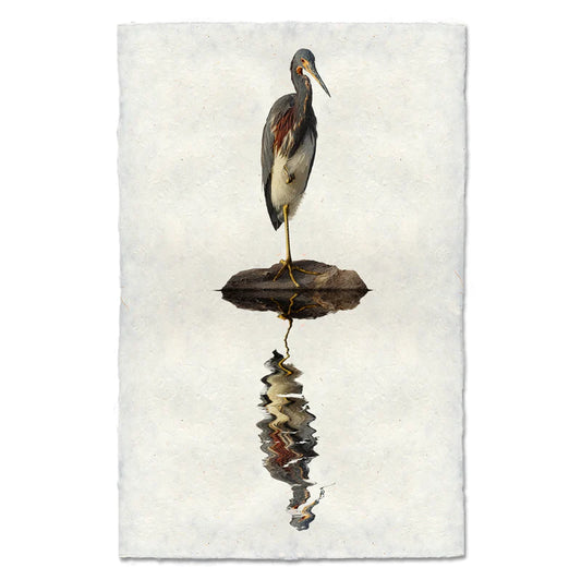 Tricolor Heron, Water Fowl Study