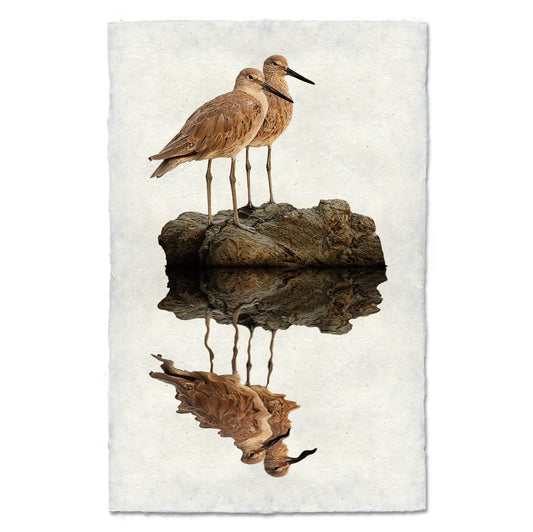 Two Willets, Water Foul Study