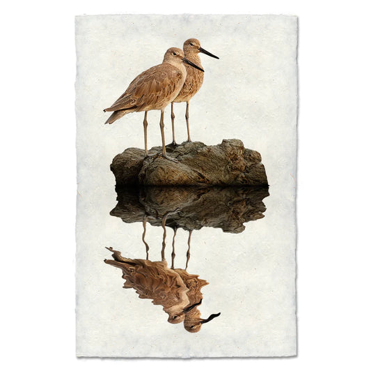 Two Willets, Water Fowl Study