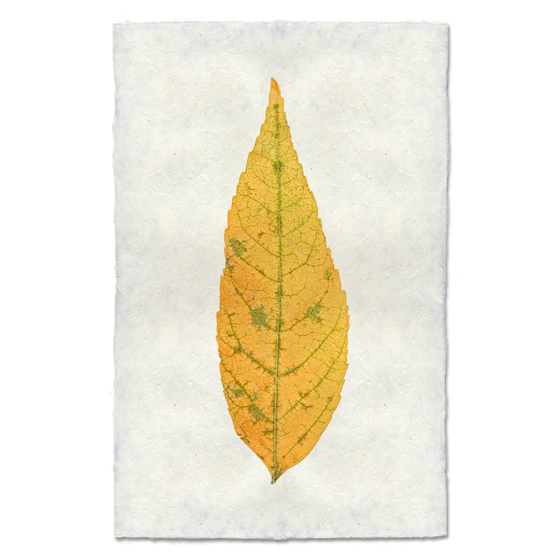 Autumn Leaf Print- ASH