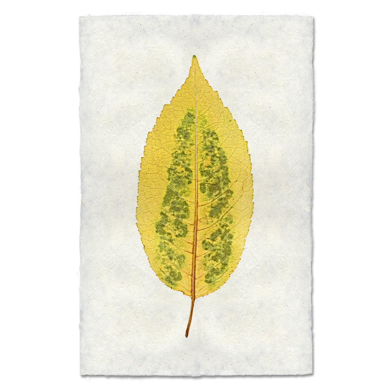 Autumn Leaf Print- CHERRY LEAF