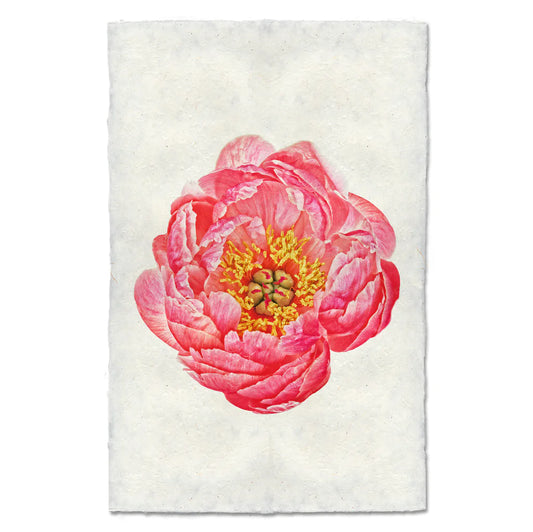 CORAL PEONY
