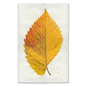 Autumn Leaf Print- ELM LEAF