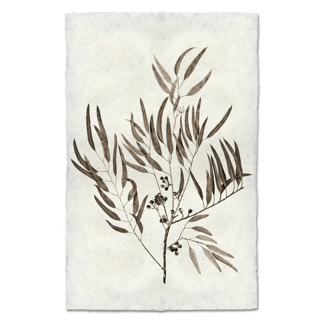 EUCALYPTUS #4