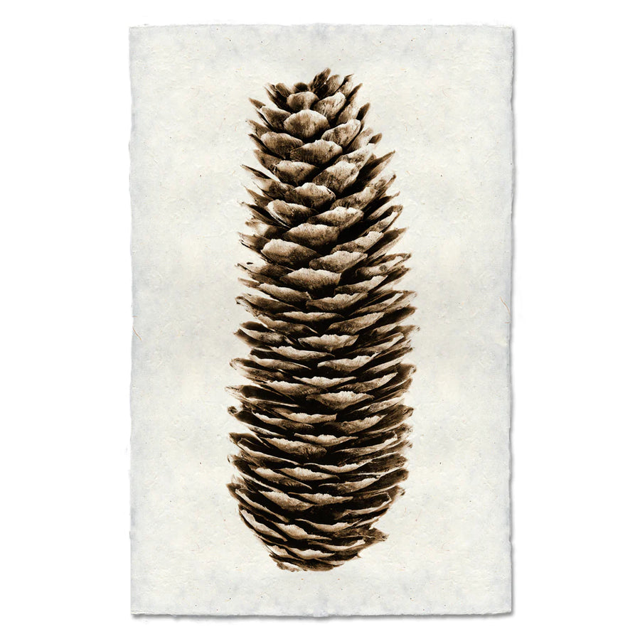 NORWAY SPRUCE PINE CONE