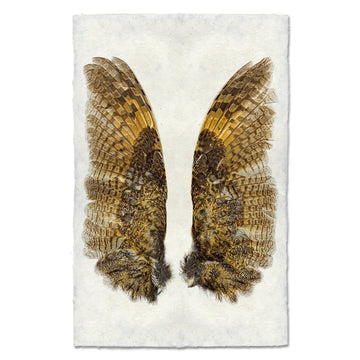 Owl Wings - Feathers