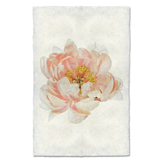 PEACH PEONY
