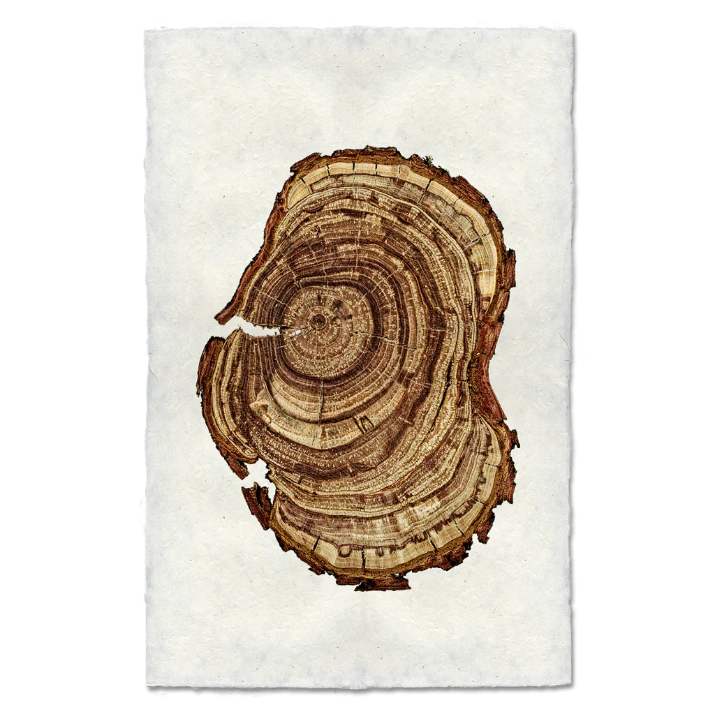 PLUM WOOD RING #3