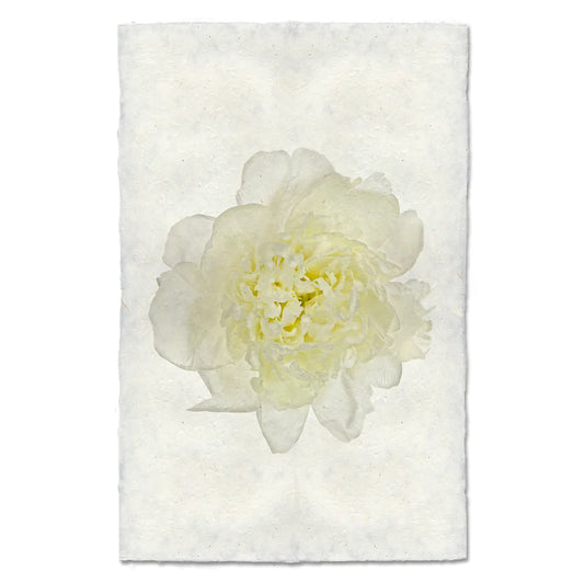 YELLOW PEONY