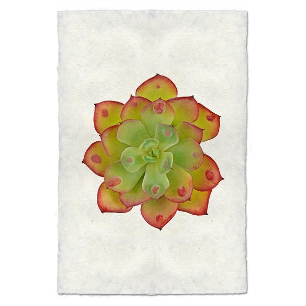Succulent Print #8 (E. Raindrop)