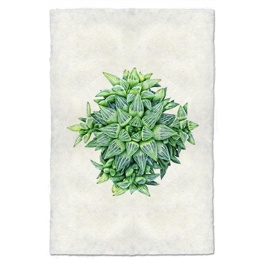 Haworthia Star