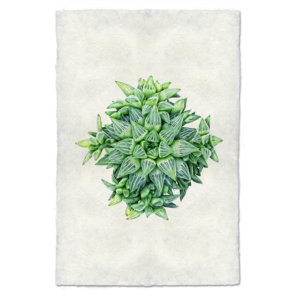 Succulent Print #4 (Haworthia Star)