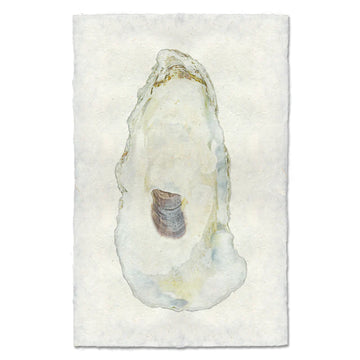 OYSTER STUDY #11