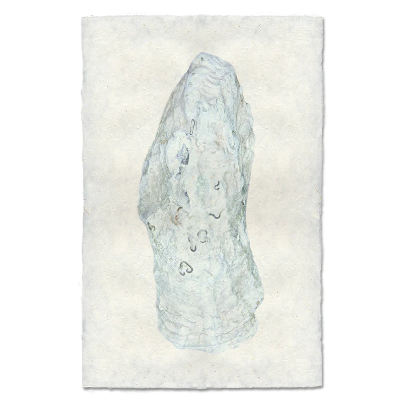 OYSTER STUDY #12