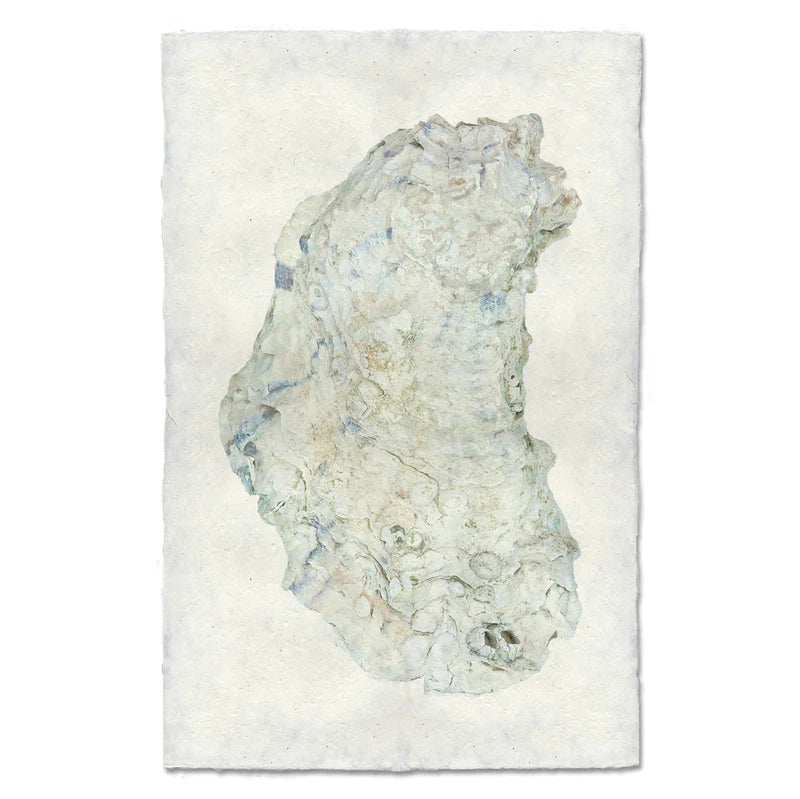 OYSTER STUDY #14