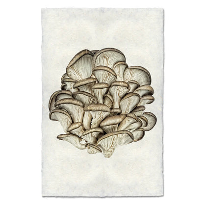 Tree Oyster Mushroom
