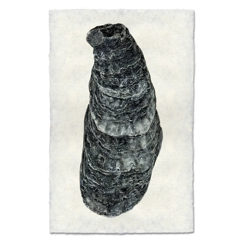 OYSTER STUDY #8
