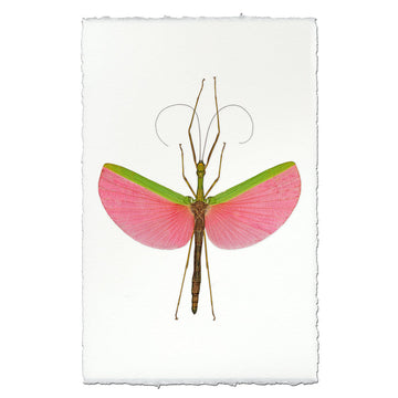 Pink Stick Bug Print