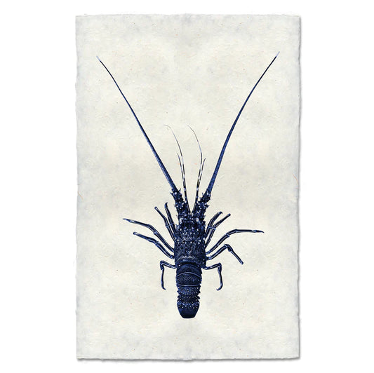 Pinto Spiny Lobster, Blue
