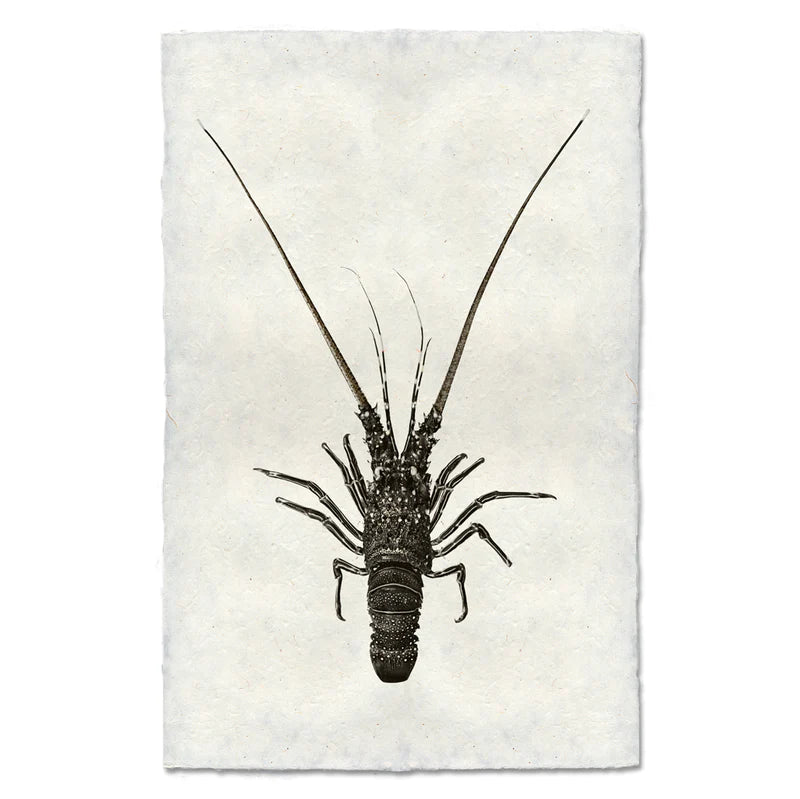 Pinto Spiny Lobster (B&W)