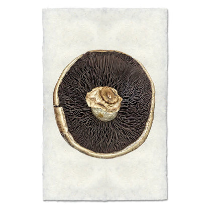 Portabello Mushroom #2