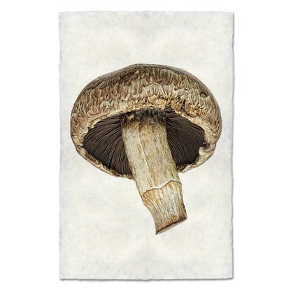 Portabello Mushroom #2
