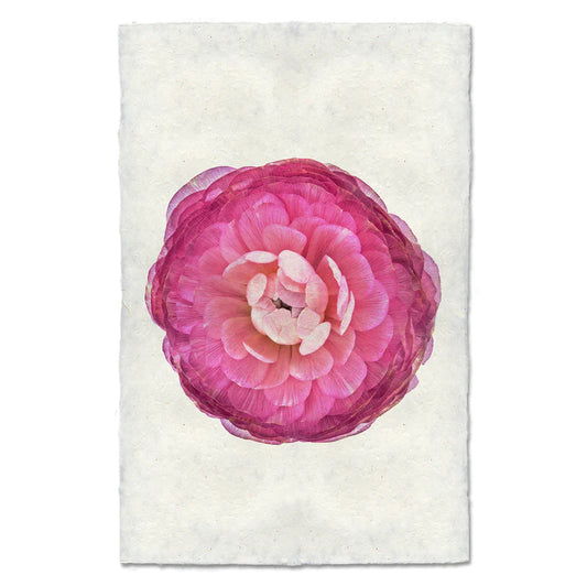 PURPLE RANUNCULUS