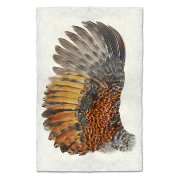 Rooster Wing (Left) - Feathers